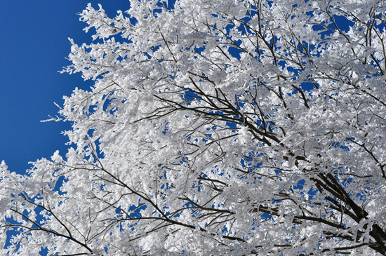 愛宕山に咲く雪の花