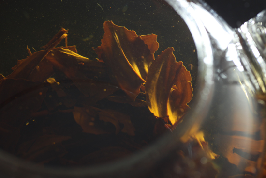 朝宮紅茶