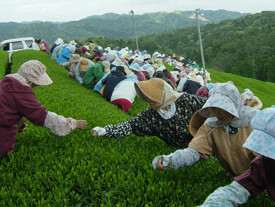 お茶摘み