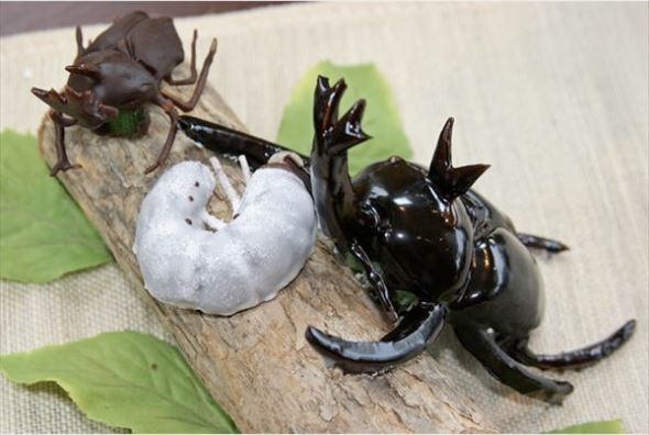 カブトムシ