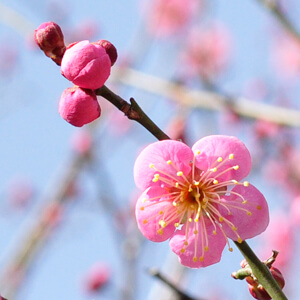 可愛らしい春が、京都にやってきました。