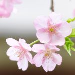 京都の早咲きの桜。芸能の神様、車折神社。