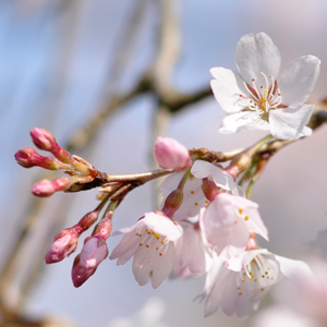 桜情報 | 京都御苑〜もう、すっかり見頃の桜や春の花たち〜