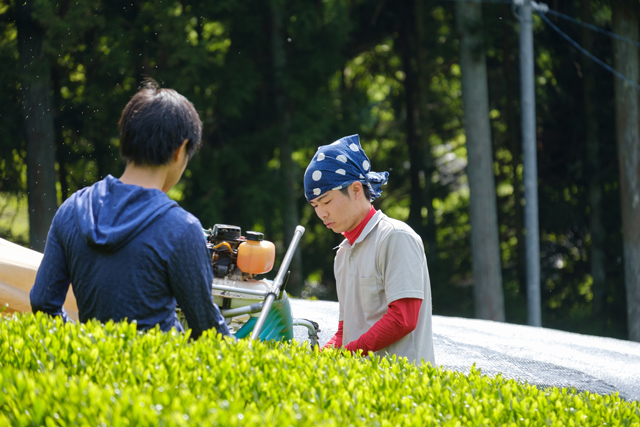 京都・和束町で茶の栽培に取り組む